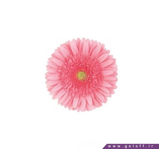 گل سرای آنلاین - گل ژربرا بلوسم - Gerbera | گل آف